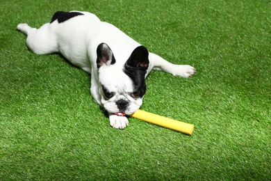 Photo of French bulldog playing with toy on green grass