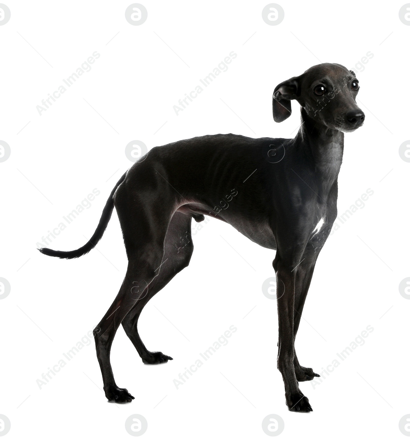 Photo of Cute Italian Greyhound dog on white background