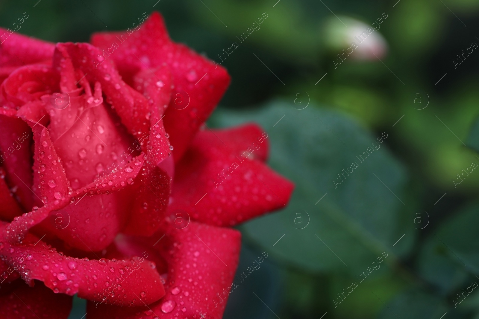 Photo of Closeup view of beautiful blooming rose against blurred background, space for text