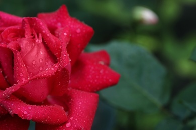 Photo of Closeup view of beautiful blooming rose against blurred background, space for text