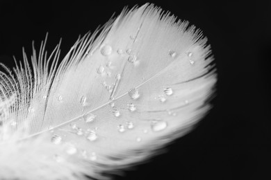 Photo of Fluffy feather with water drops on black background, closeup