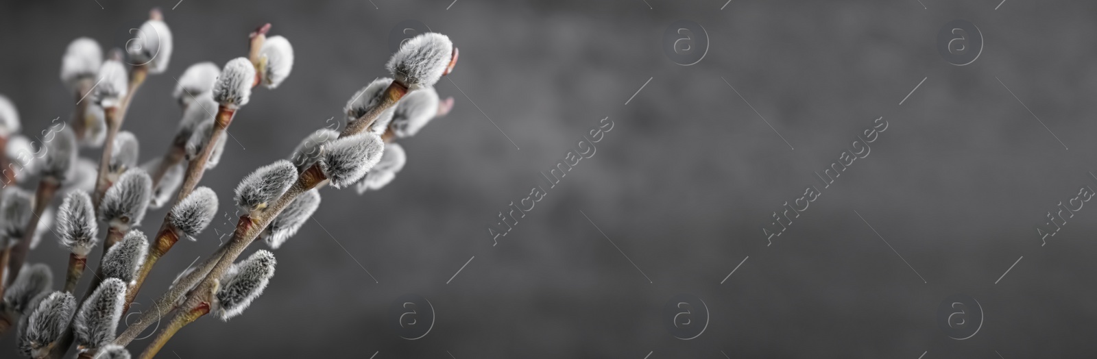 Image of Beautiful bouquet of pussy willow branches on grey background, closeup view with space for text. Banner design