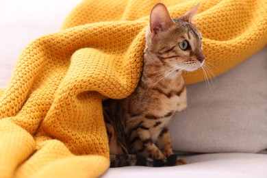 Photo of Cute Bengal cat on sofa at home. Adorable pet