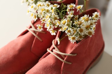 Photo of Beautiful tender chamomile flowers in pink boots, closeup