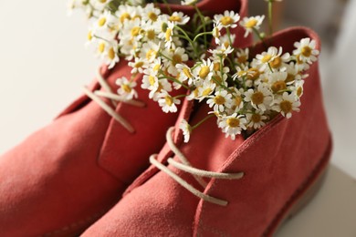 Beautiful tender chamomile flowers in pink boots, closeup