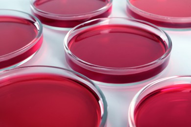 Petri dishes with red liquid on white background, closeup
