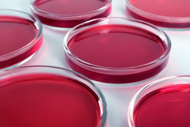 Photo of Petri dishes with red liquid on white background, closeup