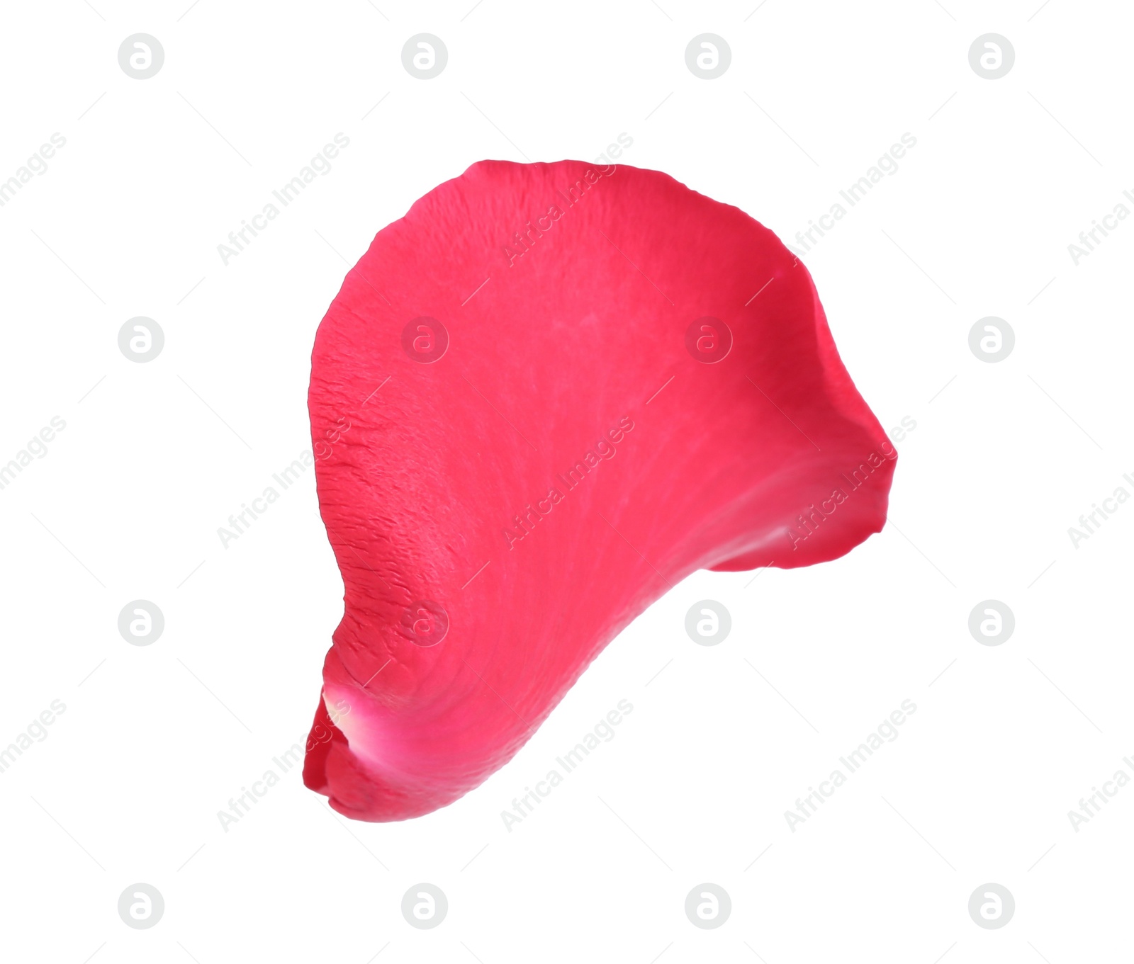 Photo of Tender red rose petal isolated on white