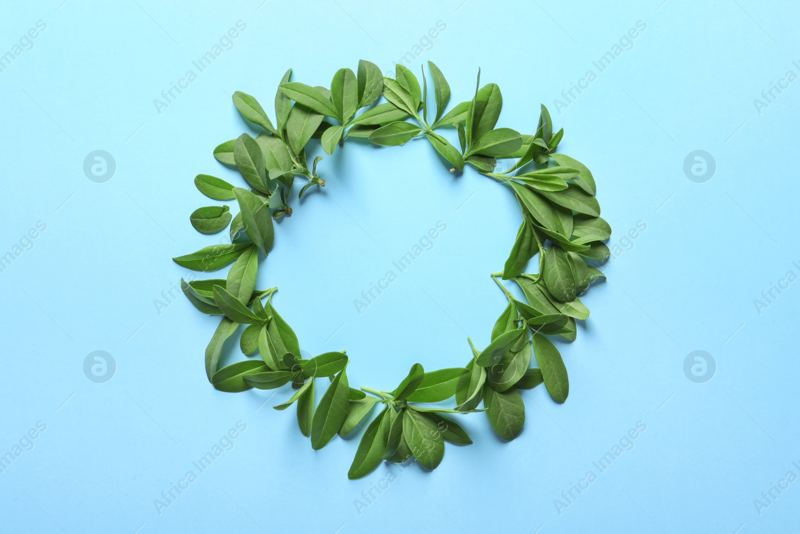 Photo of Frame made of green leaves on color background