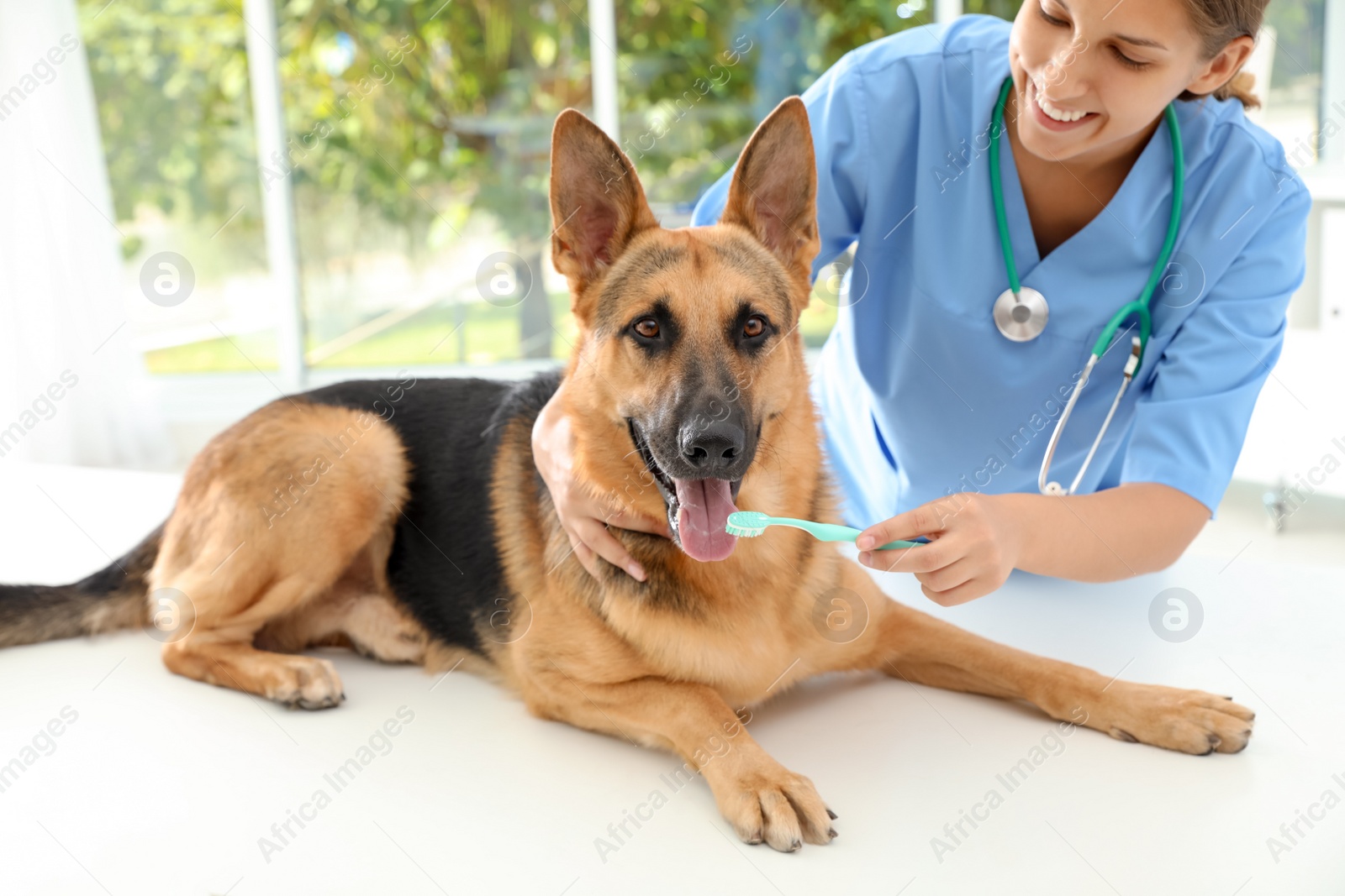 Photo of Doctor cleaning dog's teeth with toothbrush indoors. Pet care