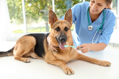 Photo of Doctor cleaning dog's teeth with toothbrush indoors. Pet care