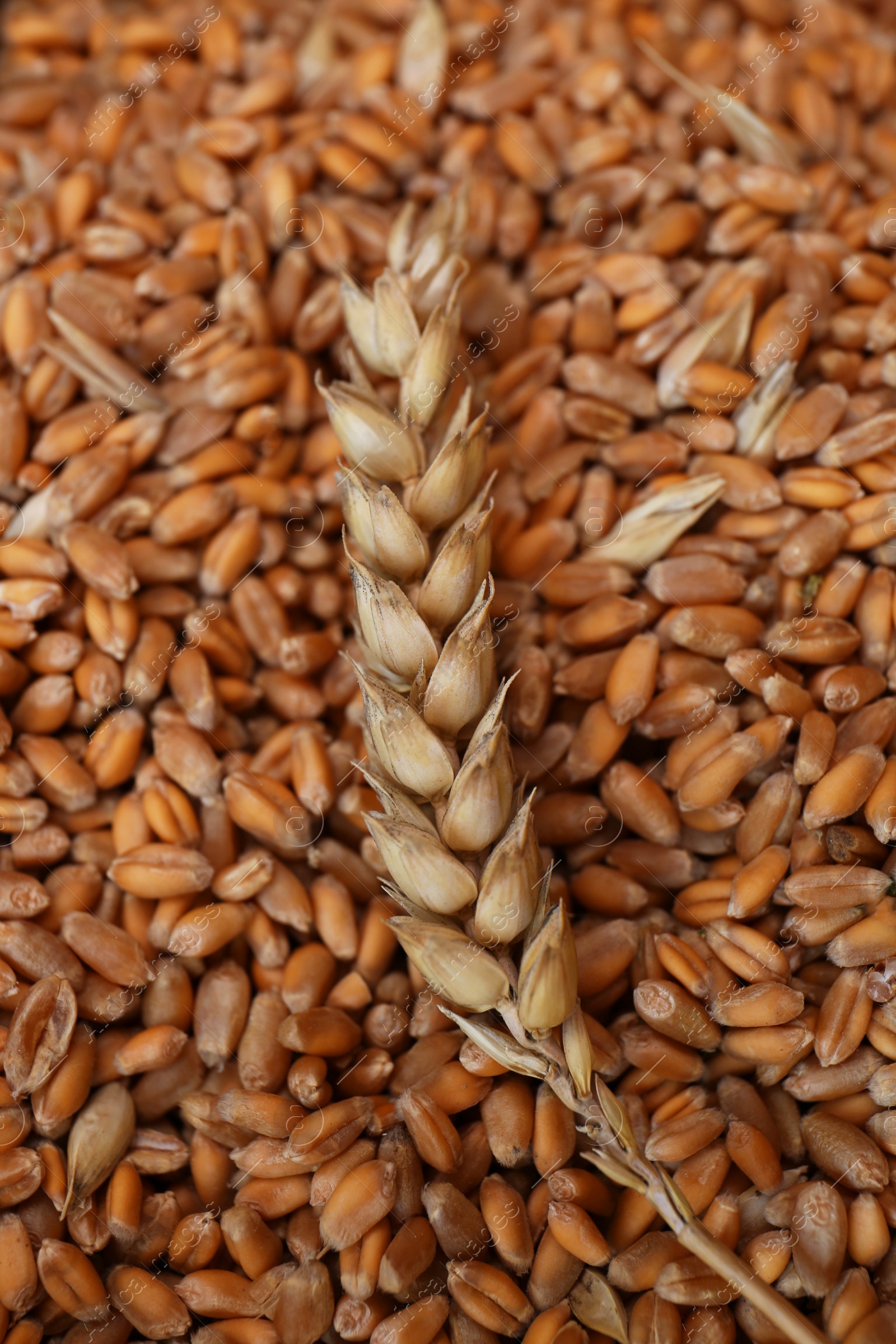 Photo of Many wheat grains and spikelet as background