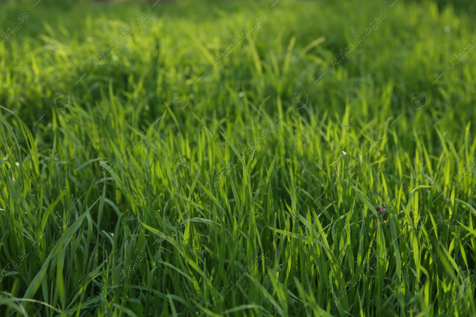 Photo of Green lawn with fresh grass outdoors on sunny day