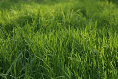 Green lawn with fresh grass outdoors on sunny day