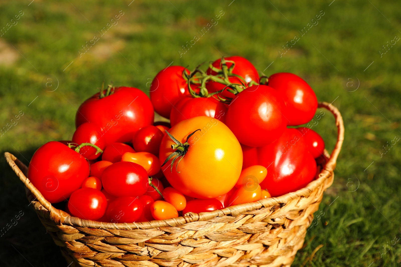 Photo of Wicker basket with fresh tomatoes on green grass outdoors, closeup