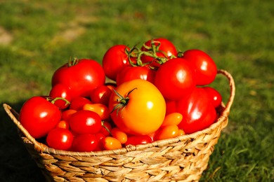 Photo of Wicker basket with fresh tomatoes on green grass outdoors, closeup
