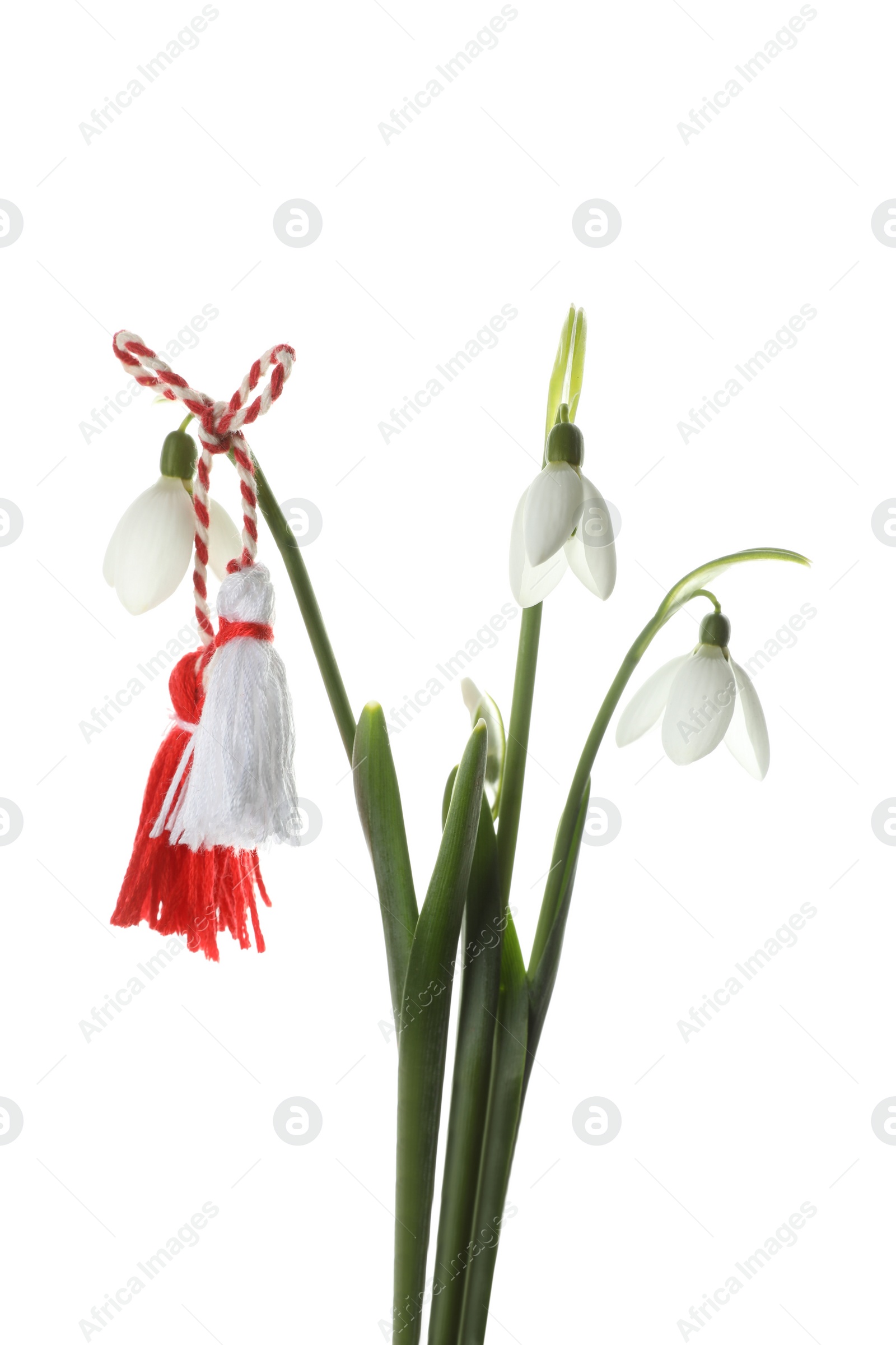 Photo of Beautiful snowdrops with traditional martisor on white background. Symbol of first spring day