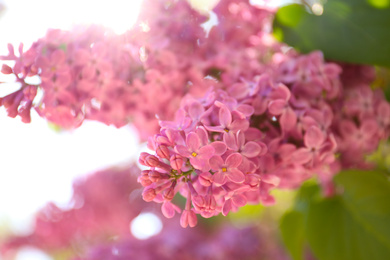 Closeup view of beautiful blossoming lilac shrub outdoors