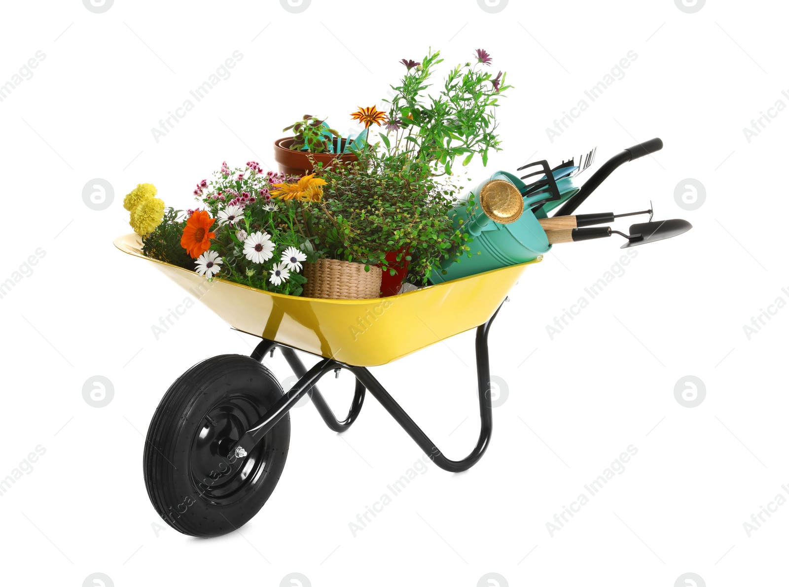 Photo of Wheelbarrow with flowers and gardening tools isolated on white