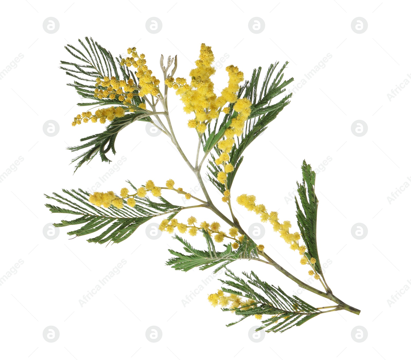Photo of Beautiful mimosa plant with yellow flowers isolated on white