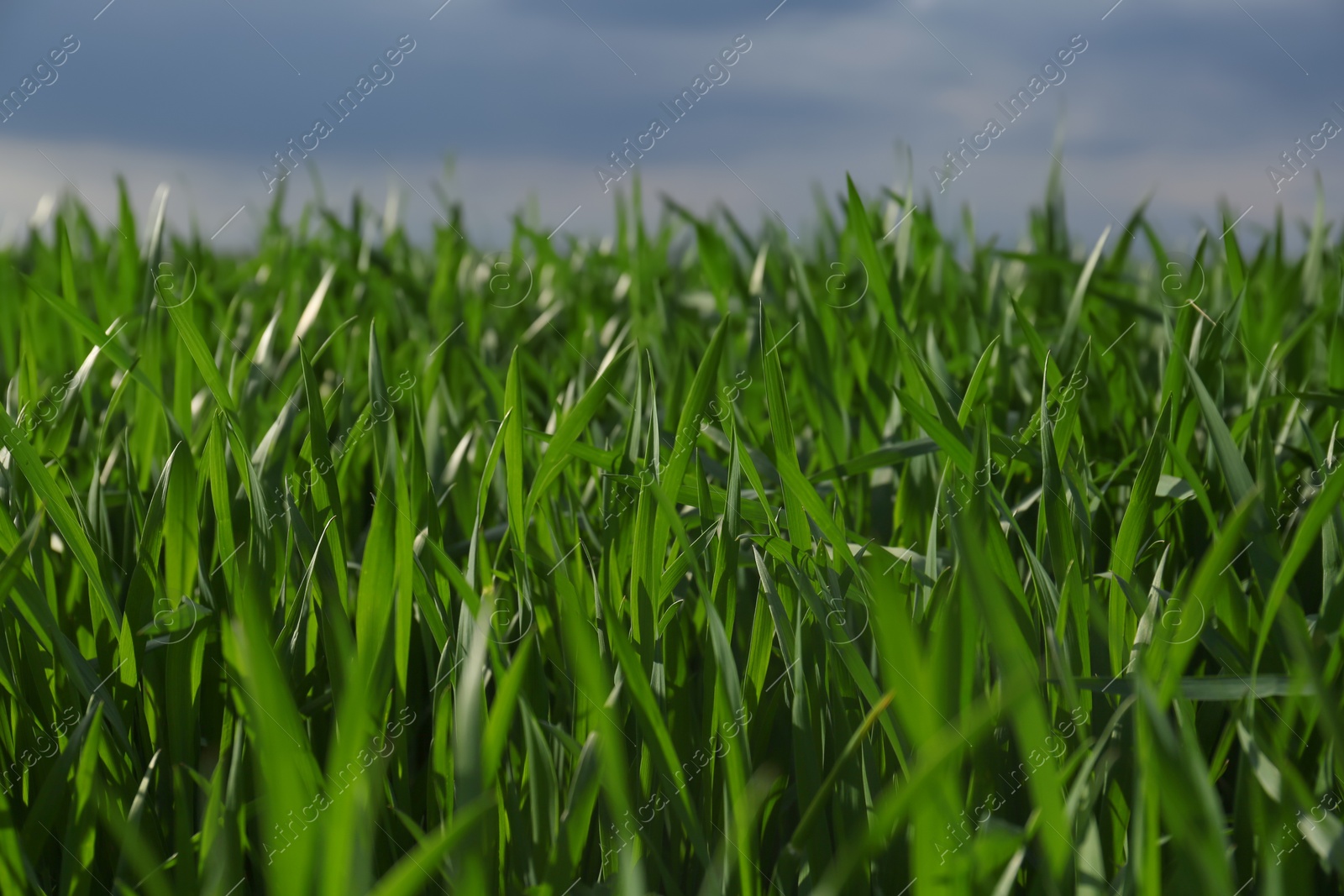 Photo of Beautiful agricultural field with ripening cereal crop outdoors