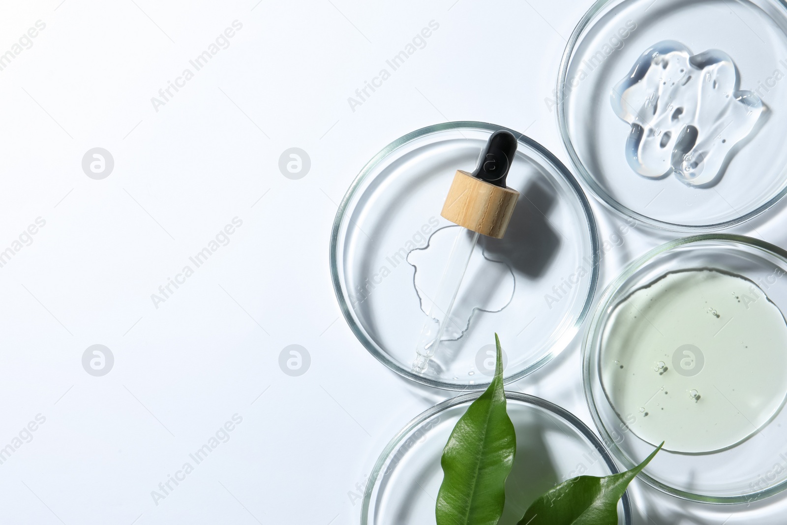 Photo of Petri dishes with samples, leaves and pipette on white background, top view