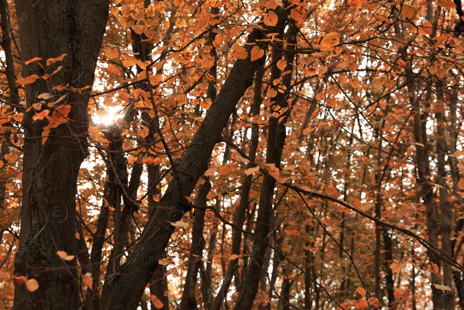 Photo of Beautiful view of forest on autumn day