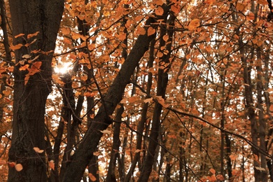 Beautiful view of forest on autumn day