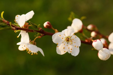 Photo of Branch of beautiful blossoming plum tree outdoors, closeup. Spring season