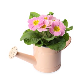 Photo of Beautiful primula (primrose) plant with pink flowers in watering can isolated on white. Spring blossom