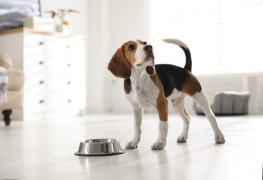 Cute Beagle puppy near feeding bowl at home. Adorable pet