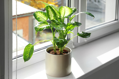 Photo of Beautiful Dieffenbachia plant on windowsill at home. Space for text