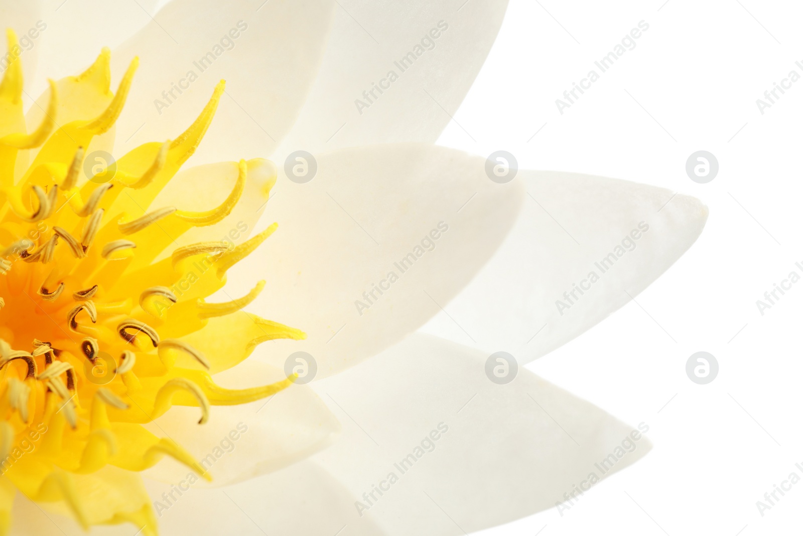 Photo of Beautiful blooming lotus flower on white background, closeup