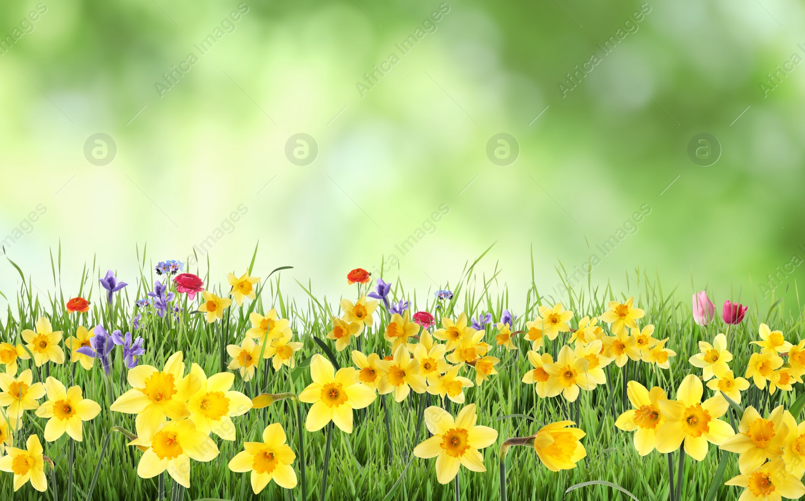 Image of Beautiful blooming yellow daffodils outdoors on sunny day