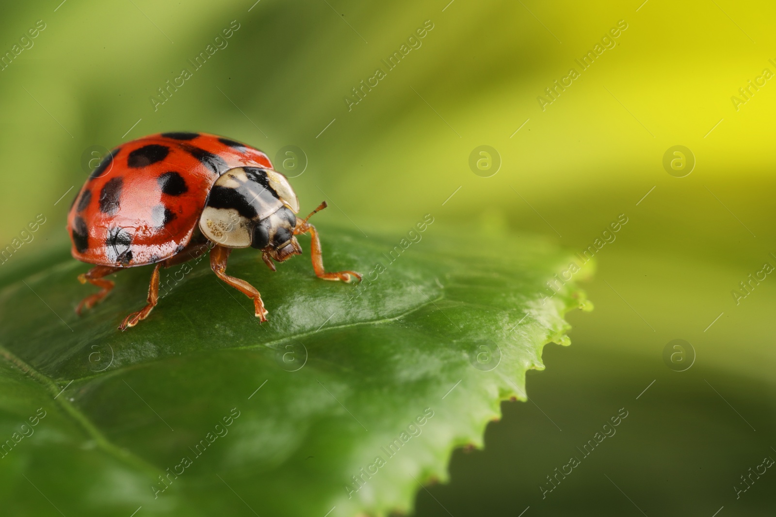 Photo of Ladybug on green leaf against blurred background, macro view. Space for text