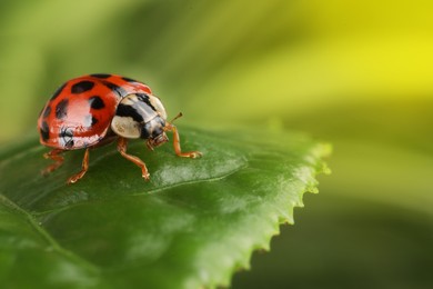 Photo of Ladybug on green leaf against blurred background, macro view. Space for text
