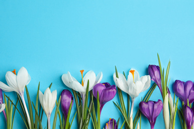 Photo of Beautiful spring crocus flowers on blue background, flat lay. Space for text