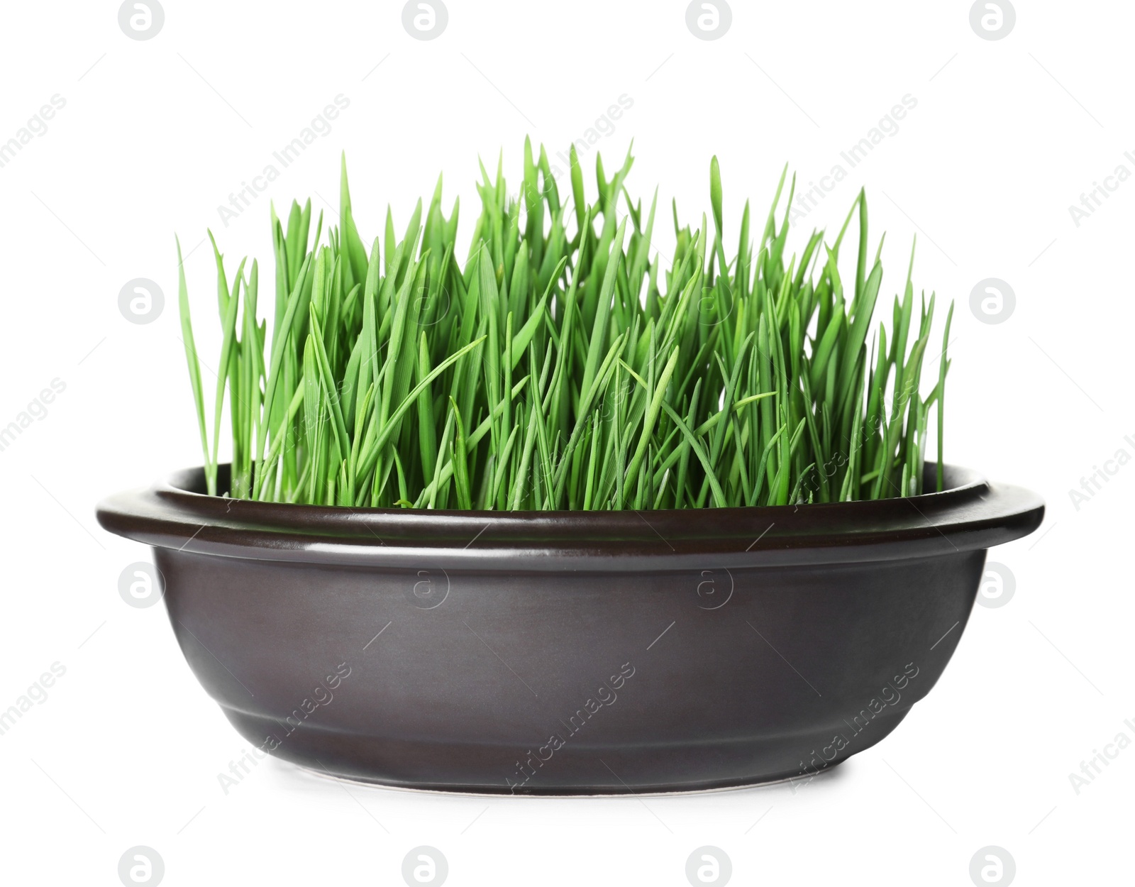 Photo of Bowl with fresh wheat grass isolated on white