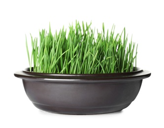 Photo of Bowl with fresh wheat grass isolated on white