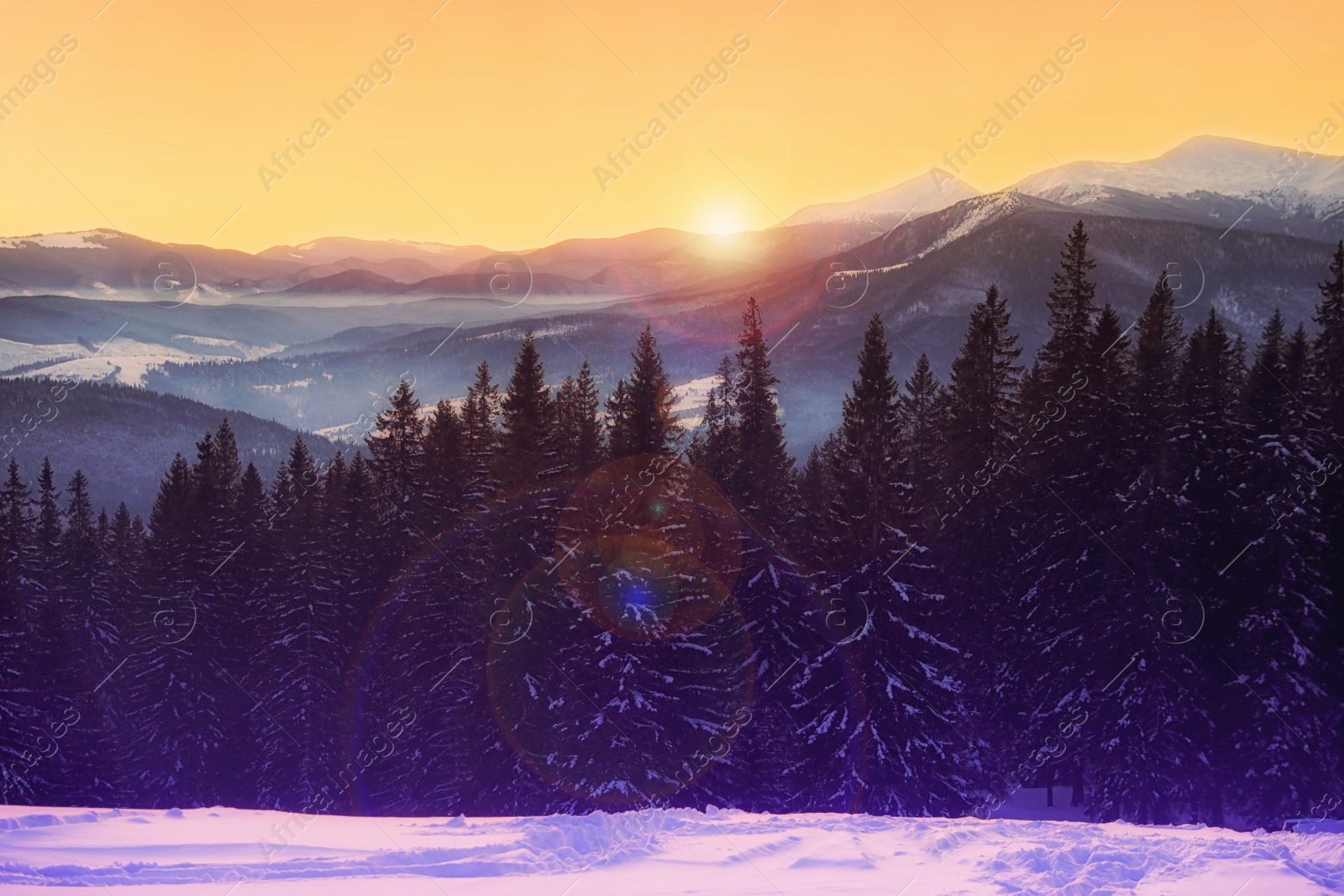 Image of Beautiful mountain landscape and snowy forest in winter