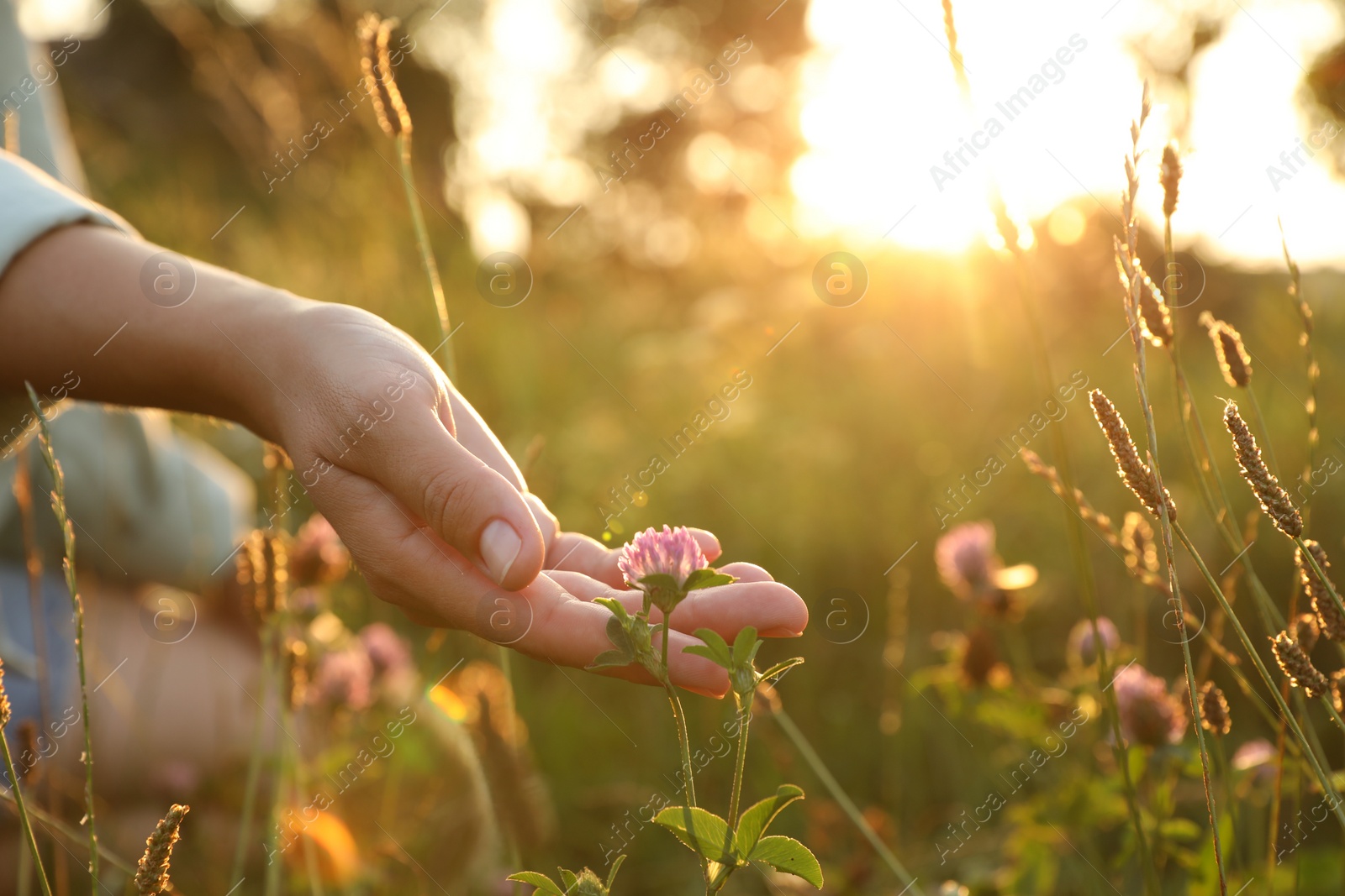 Photo of Woman walking through meadow and touching beautiful clover flower at sunset, closeup. Space for text