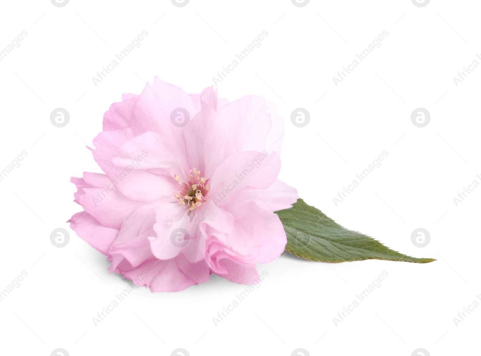 Photo of Beautiful sakura blossom isolated on white. Spring season