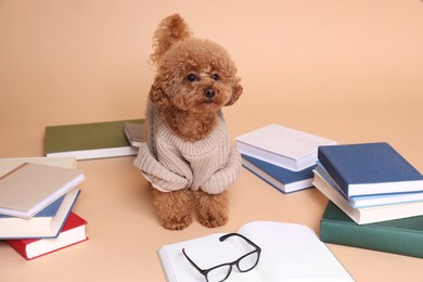 Cute Maltipoo dog in knitted sweater surrounded by many books on beige background