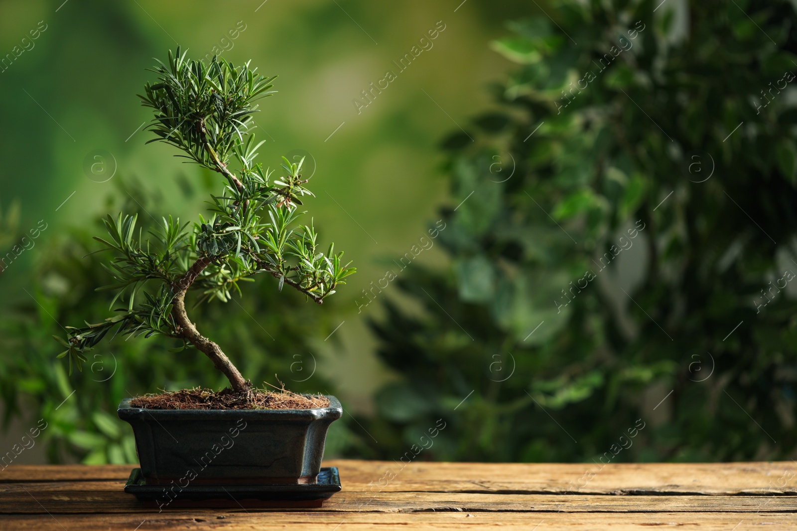 Photo of Japanese bonsai plant on wooden table, space for text. Creating zen atmosphere at home