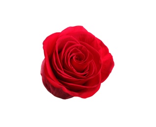 Beautiful red  rose on white background