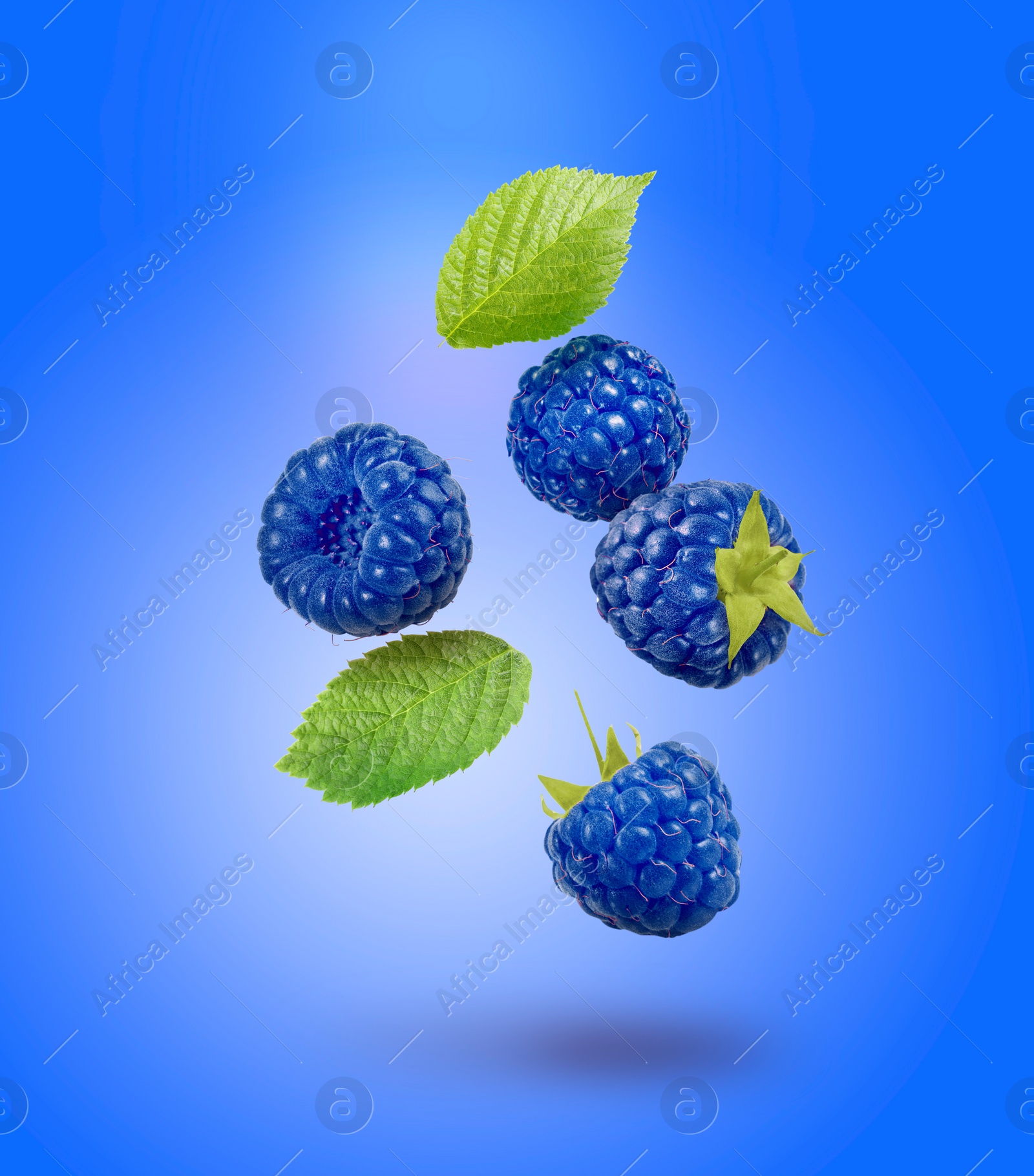 Image of Many fresh blue raspberries and green leaves falling on blue background