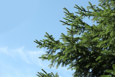 Photo of Green fir tree and blue sky on background. Space for text