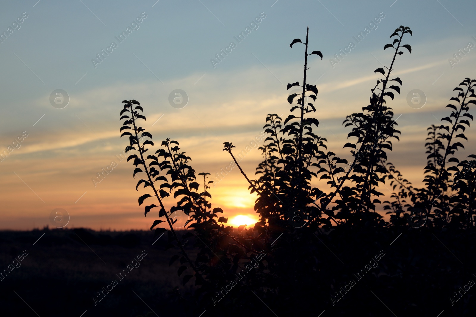 Photo of Picturesque view of beautiful countryside sunrise. Early morning landscape