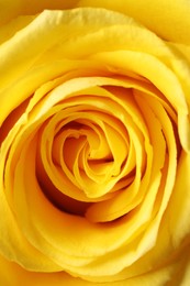 Beautiful rose with yellow petals as background, macro view