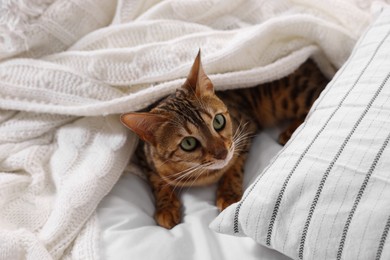 Photo of Cute Bengal cat lying on bed at home. Adorable pet